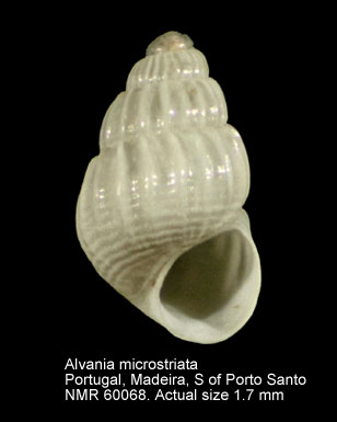 Alvania microstriata.jpg - Alvania microstriata(Hoenselaar & Goud,1998)